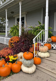 Seasonal Planter Subscription Add-Ons