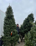 Christmas Trees 2026 Pre-Order